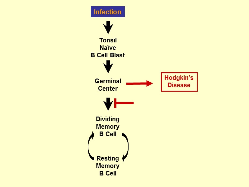 Infection Resting Memory B Cell Tonsil Naïve B Cell Blast Germinal Center Dividing Memory